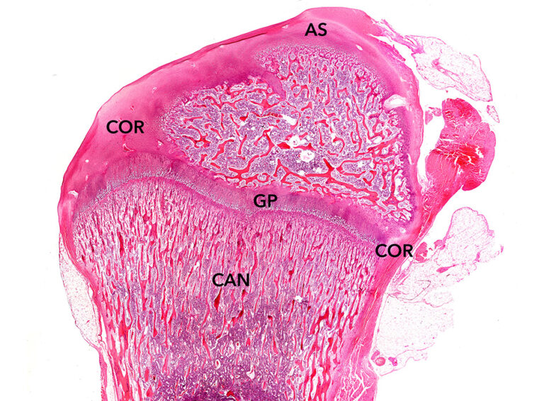 3 Ways to Categorize Bones – Biogennix