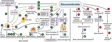 Figure 3: The six natural therapies work synergistically to support bone health, complementing conventional medical treatments for osteoporosis.