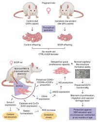 Combined treatment with steroids and statins could reduce ‘accelerated aging’ in premature babies, study in rats suggests
