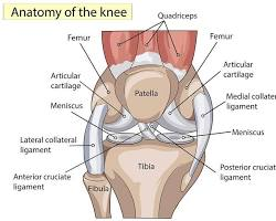 Comprehensive Guide to Knee Ligaments: Anatomy, Function, and Injuries