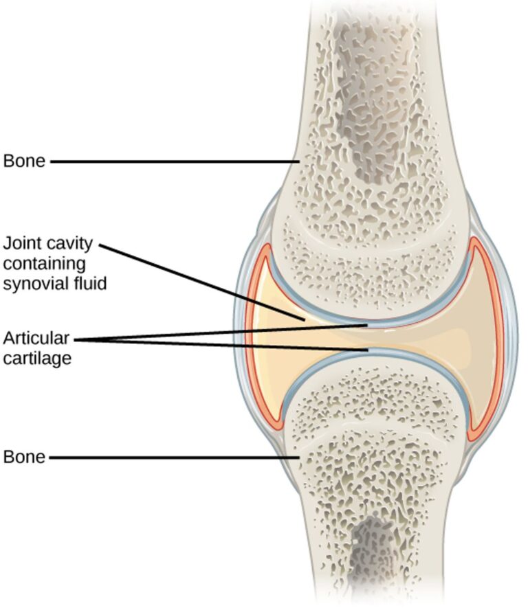 Understanding the Anatomy of Knee Joint Bones