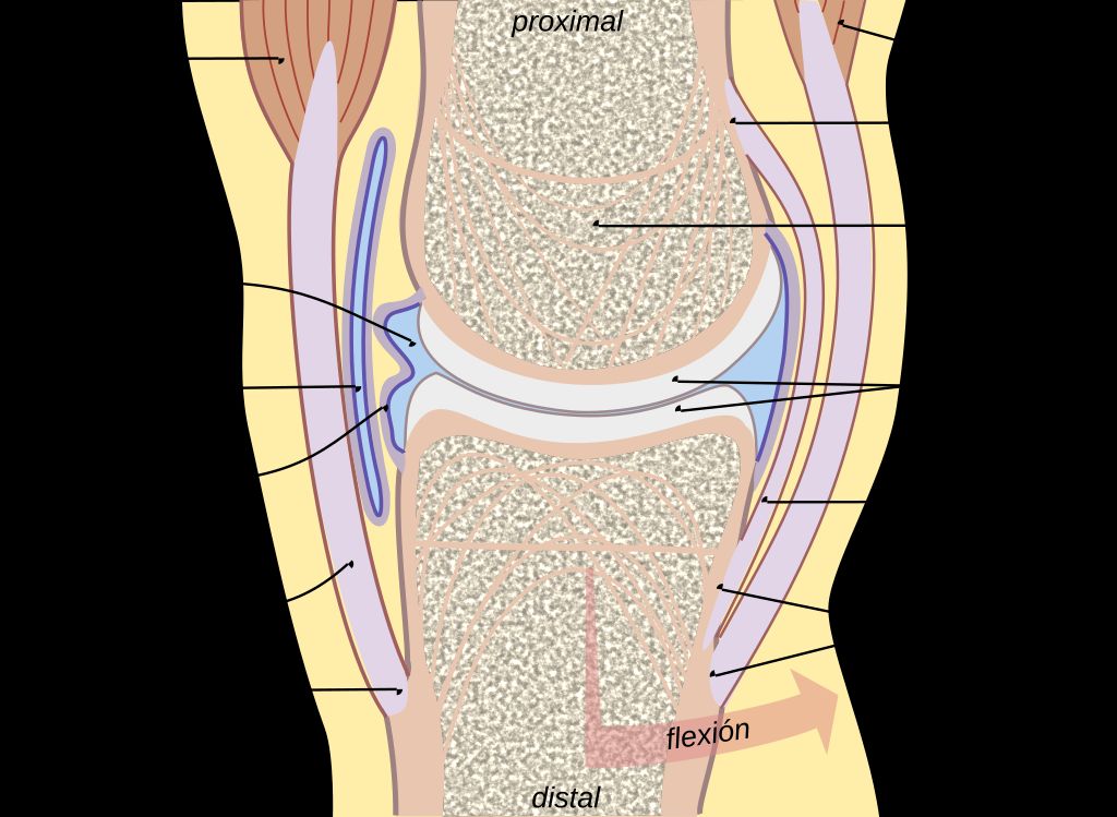 Understanding Physiotherapy for Knee Pain