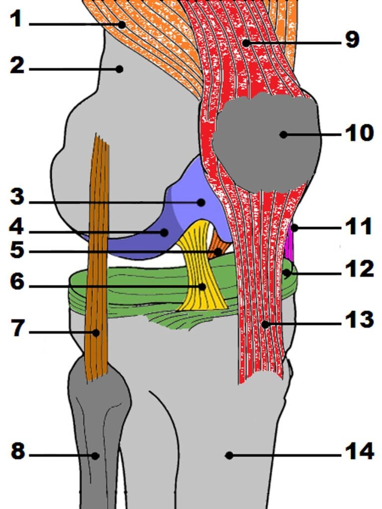 Understanding the Anatomy of Knee Joint Bones