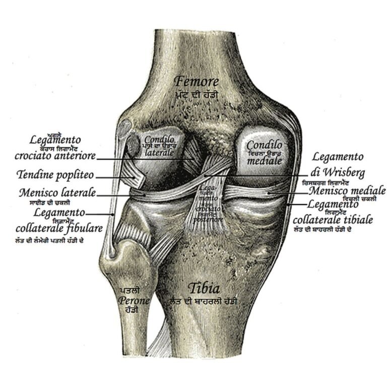 Inside Knee Anatomy: Understanding the Functions of Knee Bones