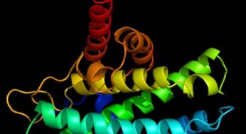 New peptide PEPITEM shows promising results in the fight against ‘inflammaging’