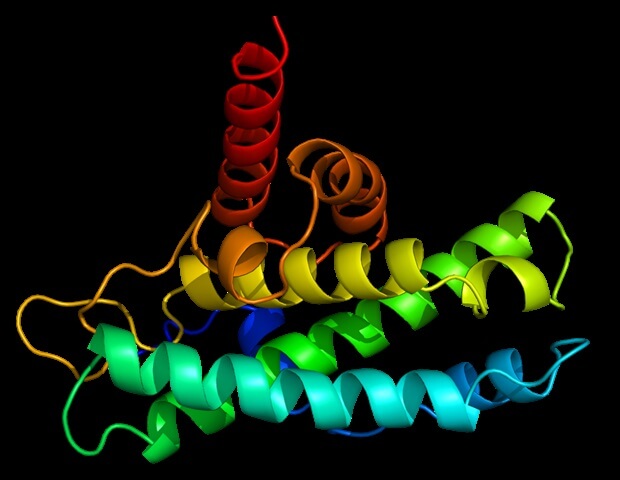 New peptide PEPITEM shows promising results in the fight against ‘inflammaging’